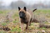 MALINOIS 889